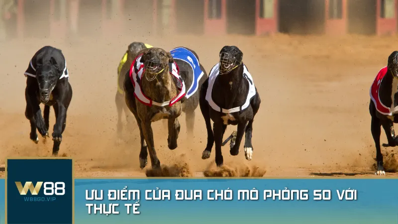 Lợi ích vượt trội của đua chó mô phỏng: Tiện lợi, minh bạch và trải nghiệm không giới hạn.
Lợi ích vượt trội của đua chó mô phỏng: Tiện lợi, minh bạch và trải nghiệm không giới hạn.