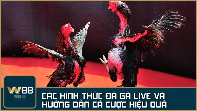 Các hình thức Đá Gà Live và hướng dẫn cá cược hiệu quả trên W88